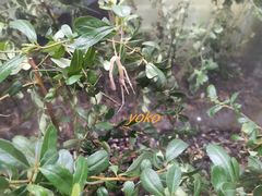 -上海昆虫博物馆