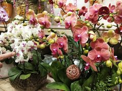 -双季花艺园艺市场(浦东店)