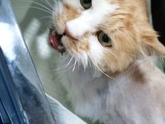 -纳吉亚猫专科动物医院(康都外科中心)