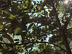 -上海佘山国家森林公园天马山园