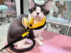 -70cat德文卷毛猫·缅因猫纯种猫舍