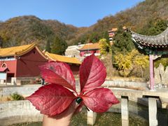 -遵化市禅林寺古银杏风景园