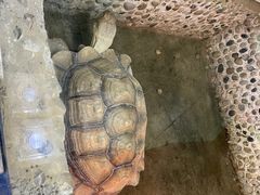 -上海大自然野生昆虫馆(东方明珠·爬宠昆虫探索中心)