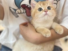 -lincat·猫舍(广州店)