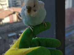 -怪兽屋·羊驼·猫咖·狗咖(俊华广场店)