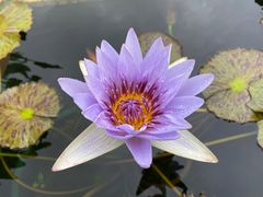 -上海辰山植物园