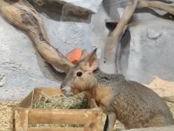 -Zoolung Zoolung动物主题公园(海信广场店)