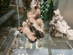 -中国地质博物馆