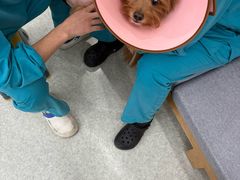 -pd派德宠物中心医院24H急重症·眼科中心·血液透析中心(嵩山北路店)