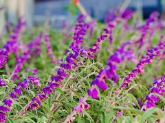 -上海山野camping·户外天幕烧烤·团建拓展营地