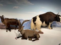 -陕西自然博物馆