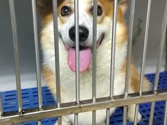 -瑞派旺宝宠物医院·犬猫全科综合·尿道专科(莲兴院)