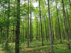 -黄海国家森林公园