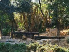 -广州长隆国际大马戏