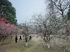 -杭州植物园