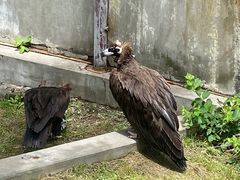 -西霞口神雕山野生动物世界