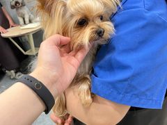 -宠福鑫康馨动物医院·骨科·眼科