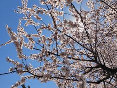 -北京西山国家森林公园