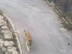 -大连森林动物园