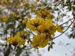 -天适樱花悠乐园