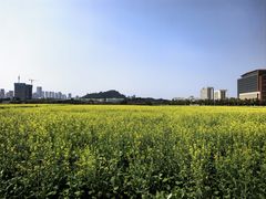 -光明小镇欢乐田园