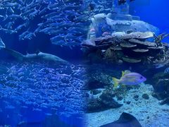 -海合安武汉极地海洋公园