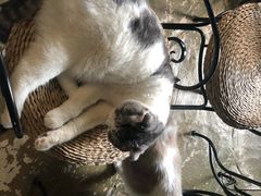 -猫猫幼稚园·撸猫·桌游·电玩