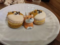 -柴务处·柴犬主题狗咖