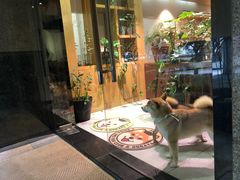 -柴务处·柴犬主题狗咖