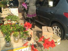 -中环花鸟鱼虫市场
