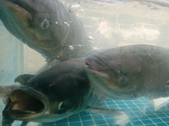-浔味·山屿湖·正宗淳牌全鱼宴老字号