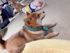 -逗柴咖啡屋·狗咖猫咖宠物桌游
