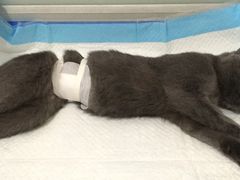 -灵美宠物诊所