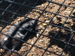 -费瑟代尔野生动物园