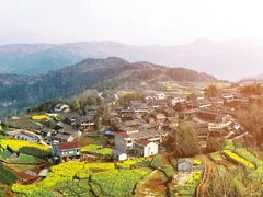 -桑洲油菜花景区