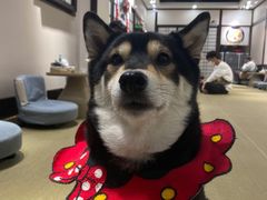 -逗柴咖啡屋·狗咖猫咖宠物桌游