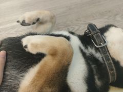 -柴迷FANS CLUB·柴犬狗咖·猫咖
