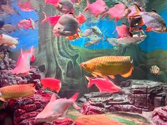 -上海海洋水族馆