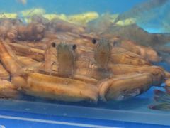 -太湖饭店玉兰厅(自助餐厅)