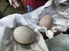 -长兴慧子土特产茶行