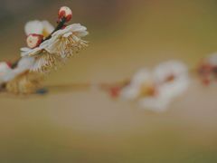 -蜀冈西峰生态公园