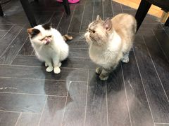 -猫色咖啡·猫咖