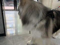 -半岛宠物医院24小时(白果林店)