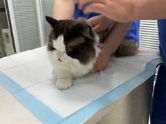 -美美宠物诊疗中心·异宠·骨科(滨江东信分院)