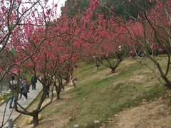 -南国桃园旅游度假区