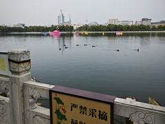 -莲花池公园