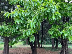 -国家植物园南园