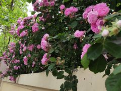 -青岛第三海水浴场