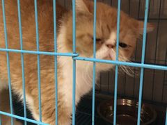 -瑞鹏宠物医院·骨科·猫科·内科(第一中心)