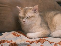 -小狗上班·狗咖·猫咖·小奶狗·摄影(南山店)